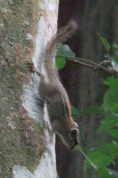 Image of Alexander's Bush Squirrel