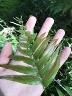 Image of swamp water fern