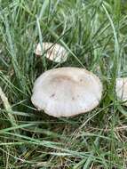 Image of Marasmius nigrodiscus (Peck) Halling 1983