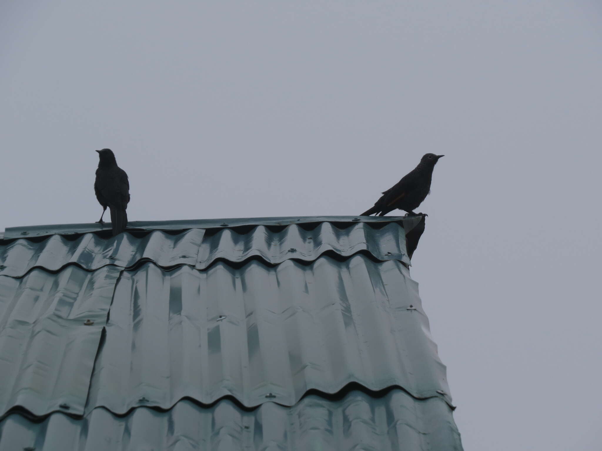 Image of Slender-billed Chestnut-winged Starling