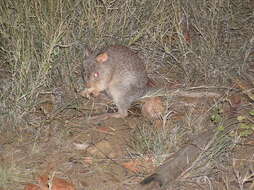 Image of Aepyprymnus Garrod 1875