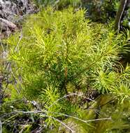 Brunia africana (Burm. fil.) Class.-Bockh. & E. G. H. Oliv. resmi