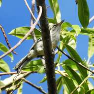 Image of Large-billed Antwren