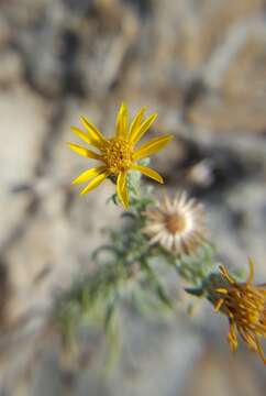 Image of hoary false goldenaster