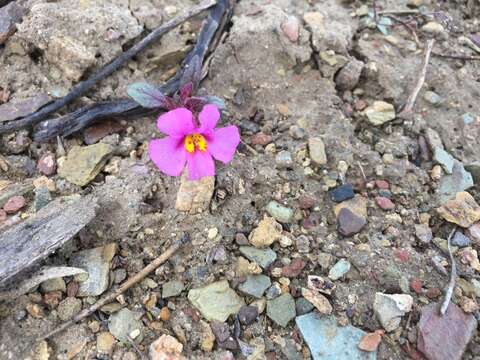 Image of annual redspot monkeyflower