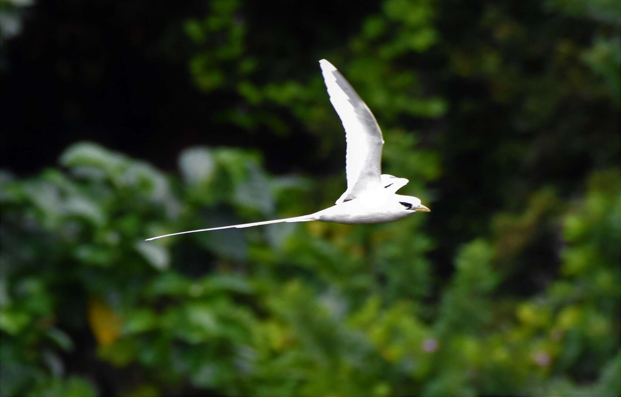 Image of White-tailed Tropicbird