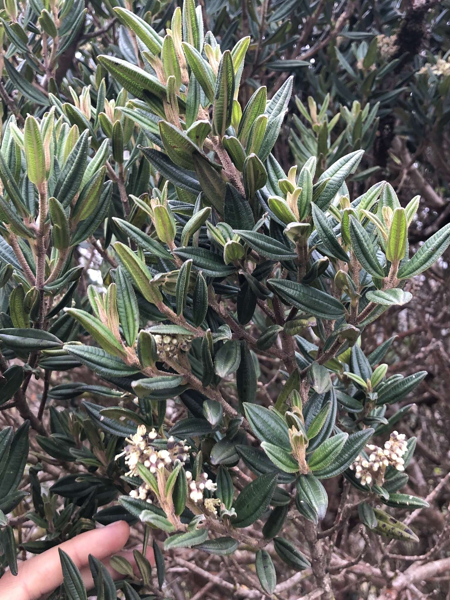 Image of Miconia elaeoides Naud.