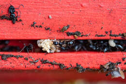 Image de Camponotus werthi Forel 1908