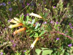 Image of Cigarette bush