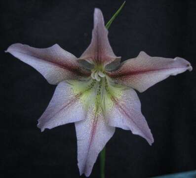 Gladiolus liliaceus Houtt. resmi