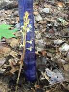 Image of summer coralroot