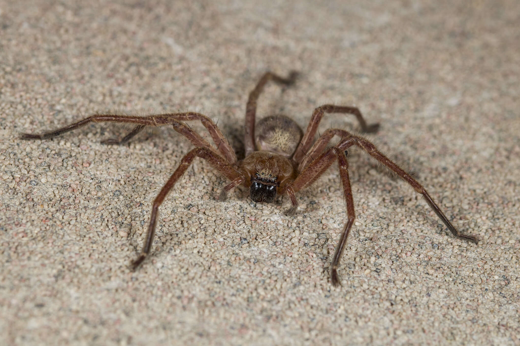 Image of Olios sericeus (Kroneberg 1875)