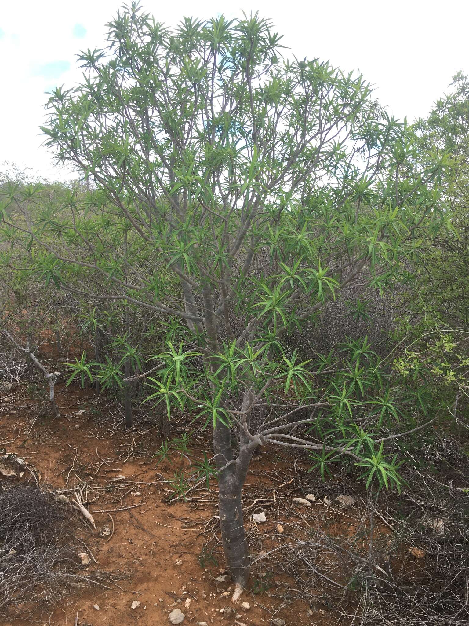 Euphorbia antso Denis resmi