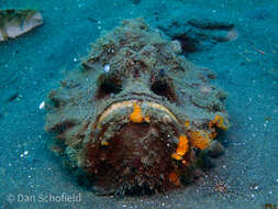 Image of Estuarine stonefish