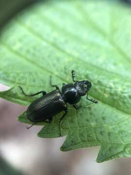 Sivun Platycerus quercus (Weber 1801) kuva