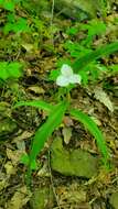 Image of Ozark spiderwort