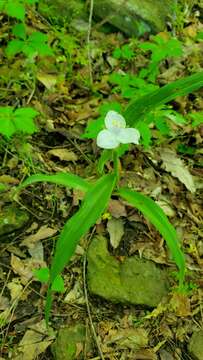 Image of Ozark spiderwort