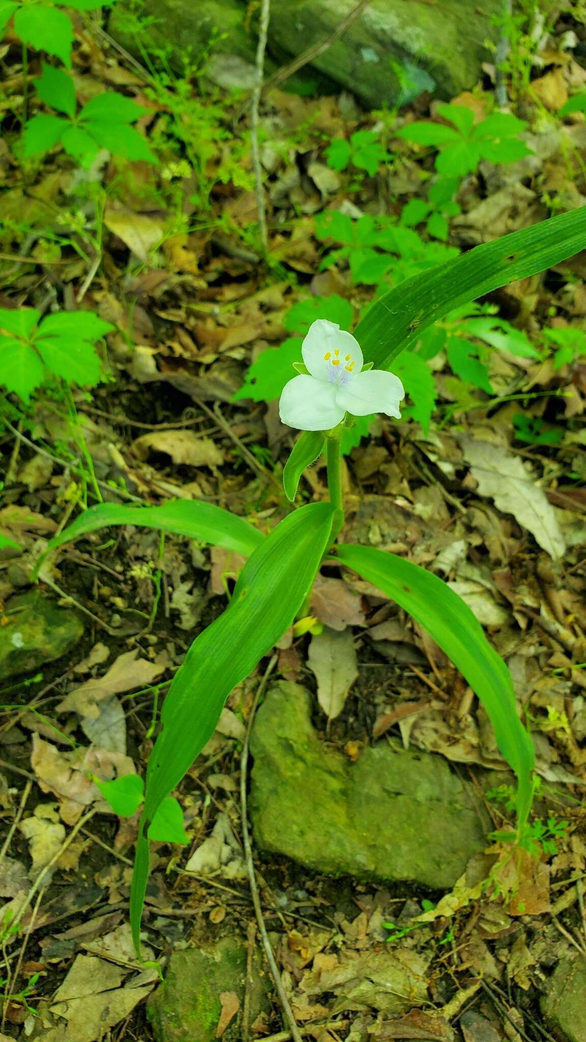 Tradescantia ozarkana E. S. Anderson & Woodson的圖片