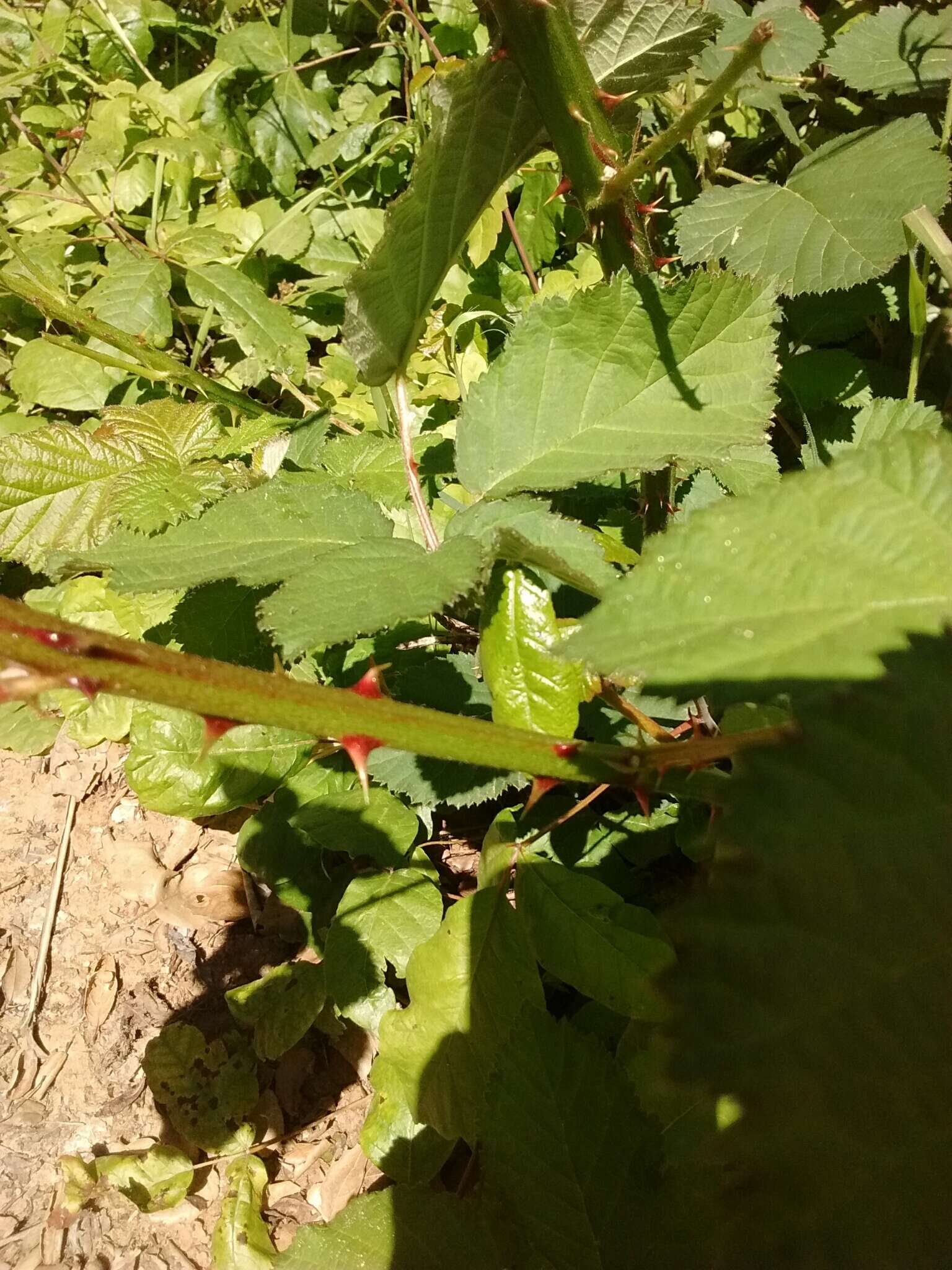 Image of Himalayan blackberry