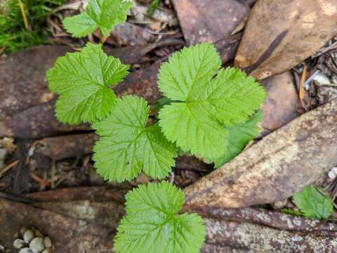 Sivun Rubus lasiococcus A. Gray kuva