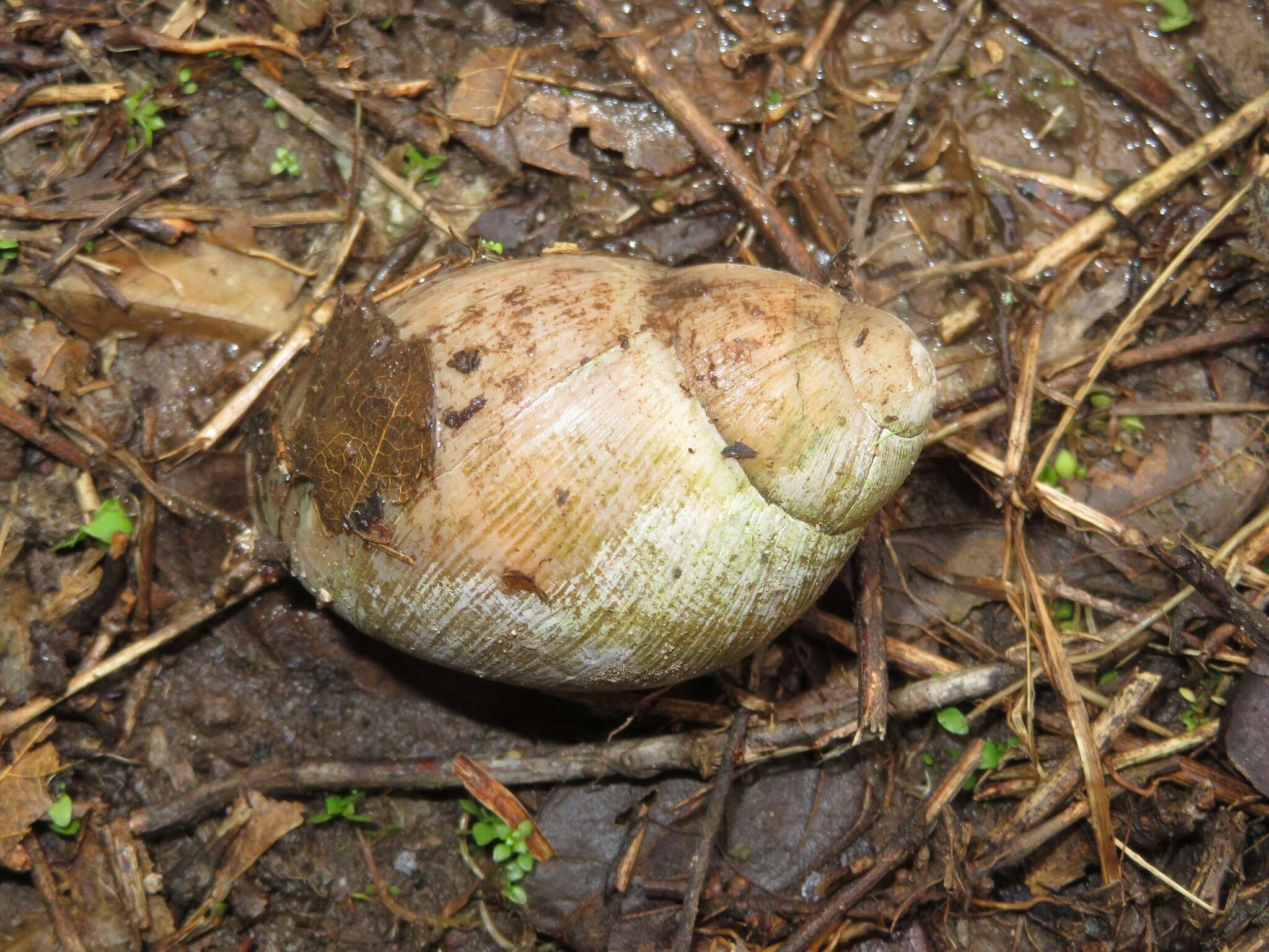 Image de Megalobulimus capillaceus (L. Pfeiffer 1855)