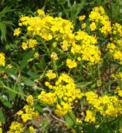 Image of Austrian Field Cress