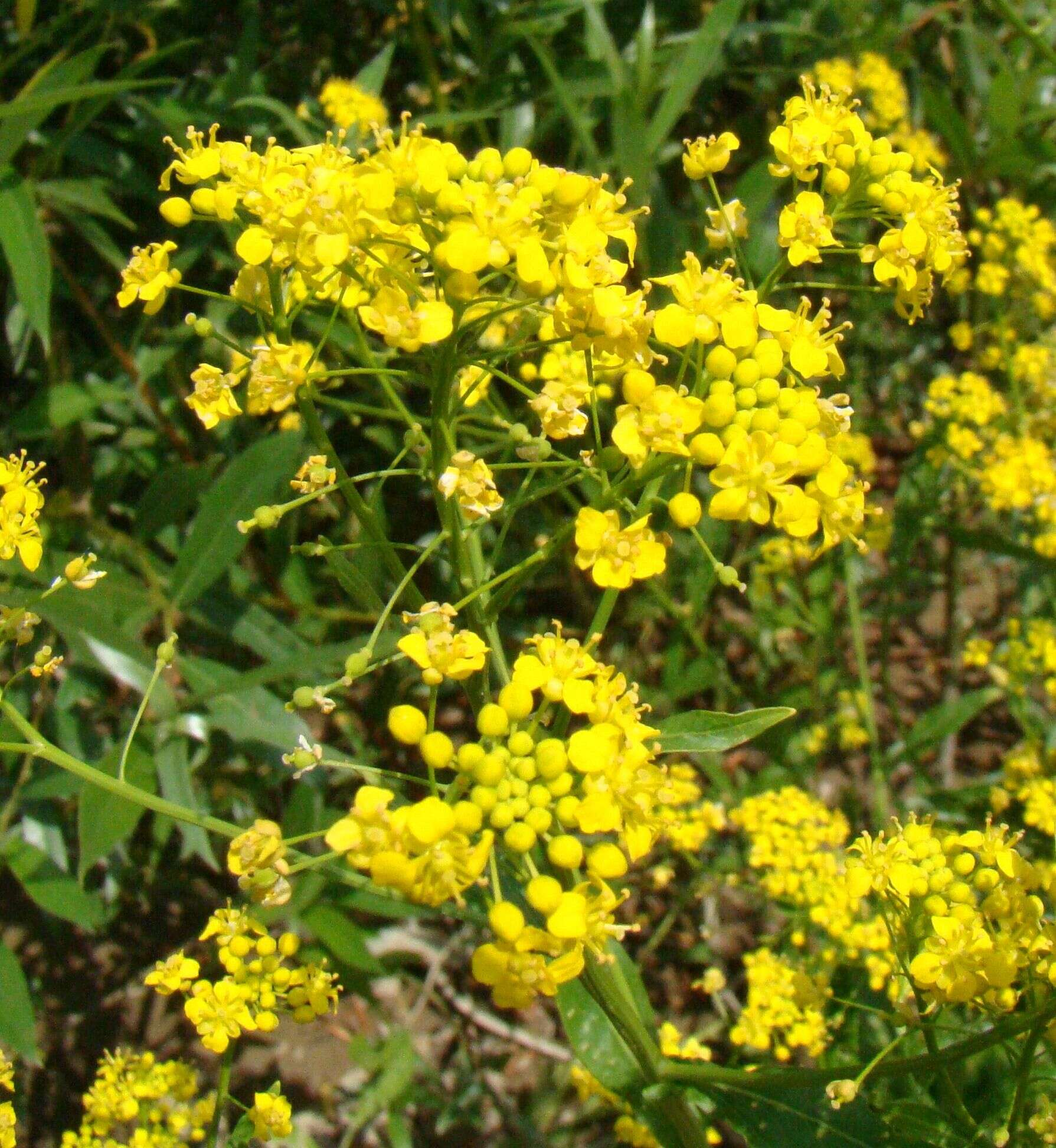 Image of Austrian Field Cress