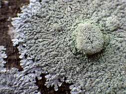 Image of Clemente's rosette lichen