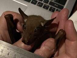 Image of Epauletted Fruit Bat