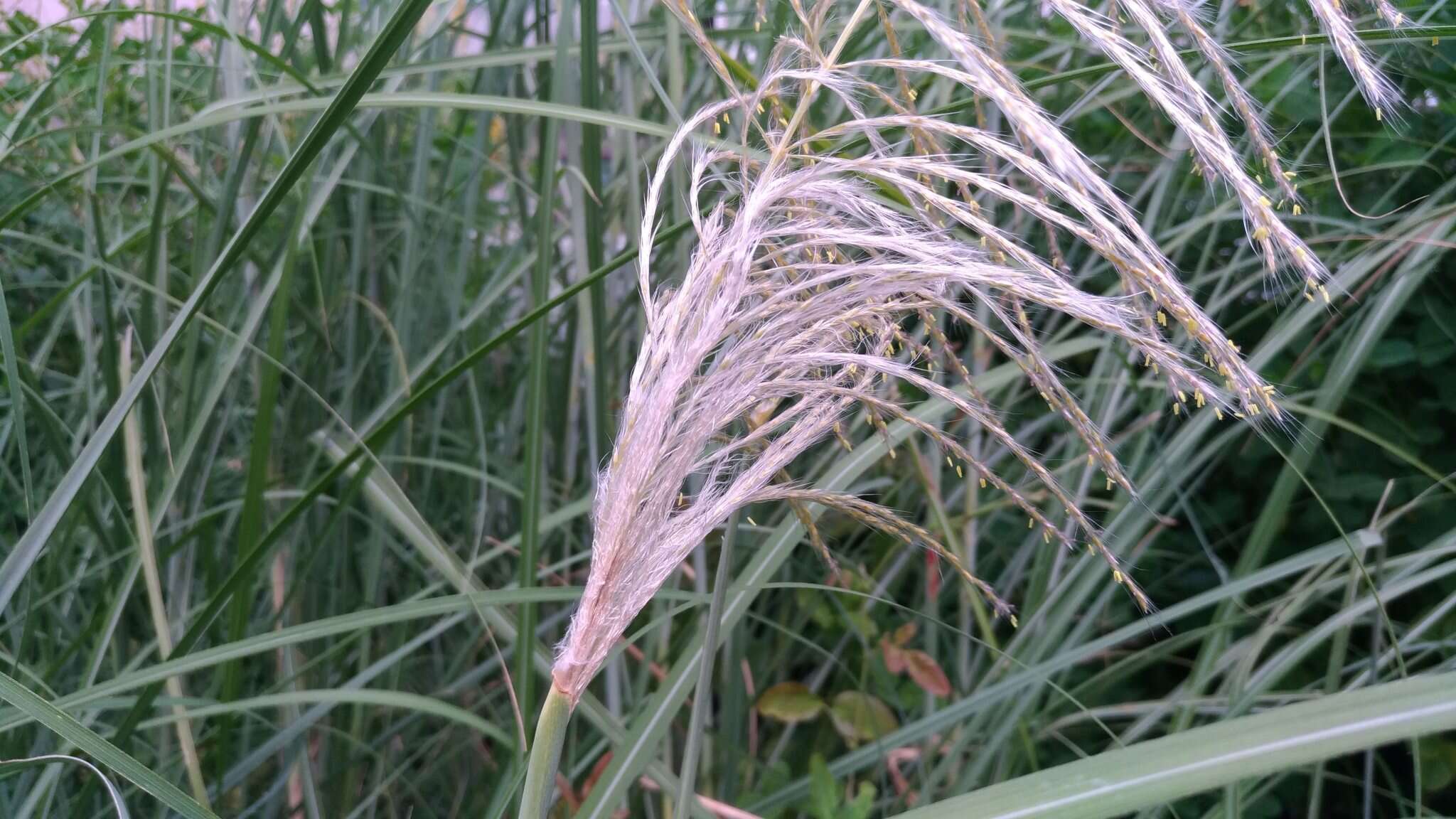 Image of Wild Sugar-Cane