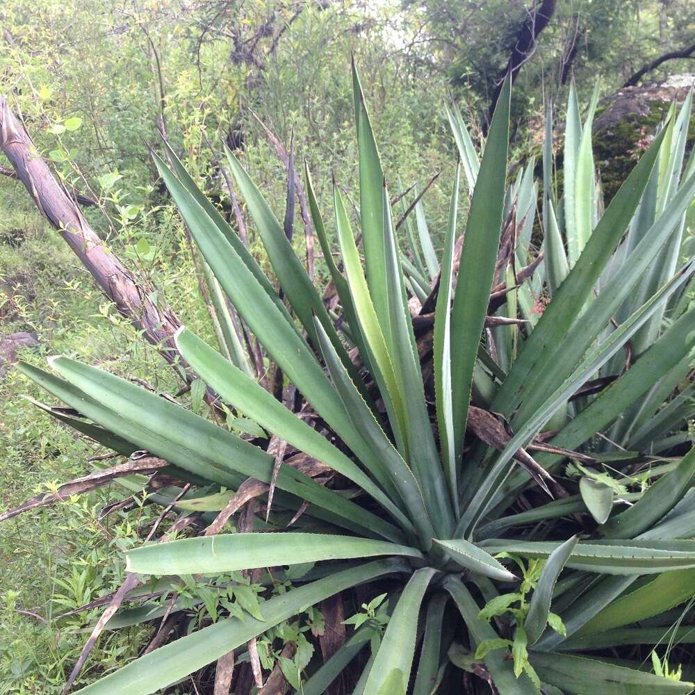 Слика од Agave vivipara L.