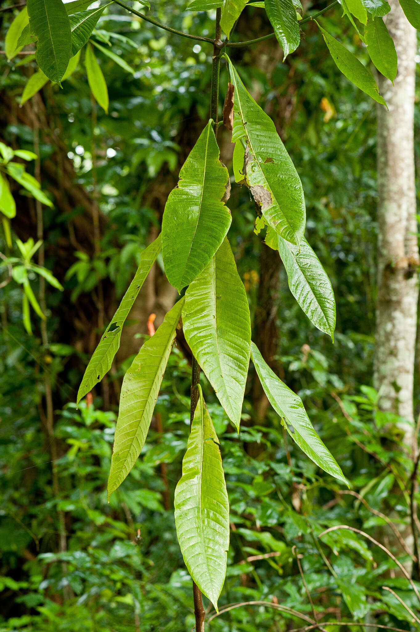 Alstonia macrophylla Wall. ex G. Don resmi