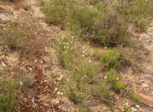 Image of Phymaspermum leptophyllum (DC.) Benth. & Hook. fil.