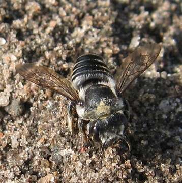 Imagem de Megachile mendica Cresson 1878