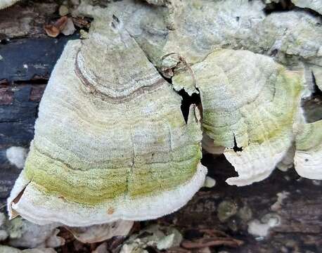 Image of False turkeytail