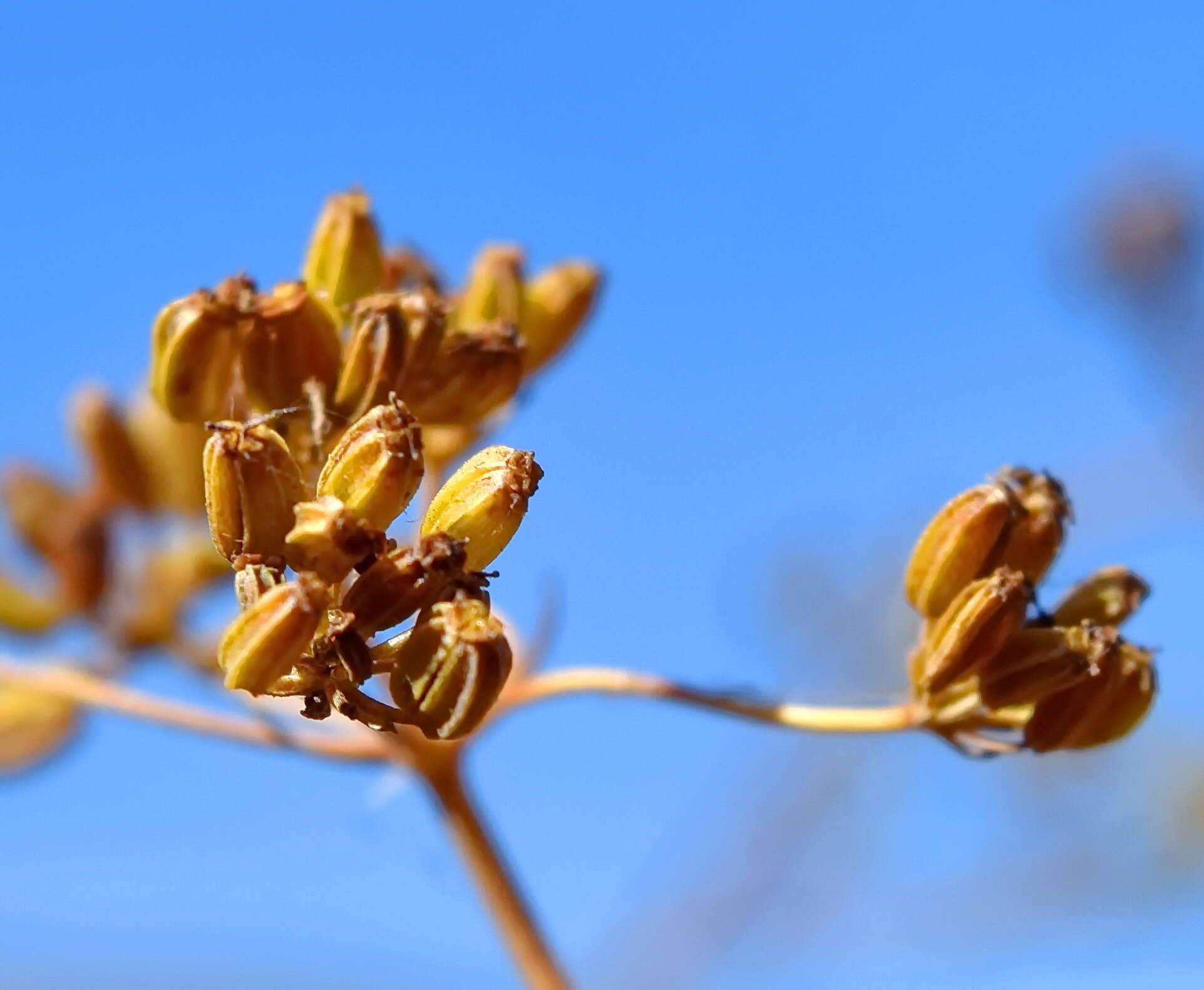 Bupleurum woronowii Mandenova的圖片