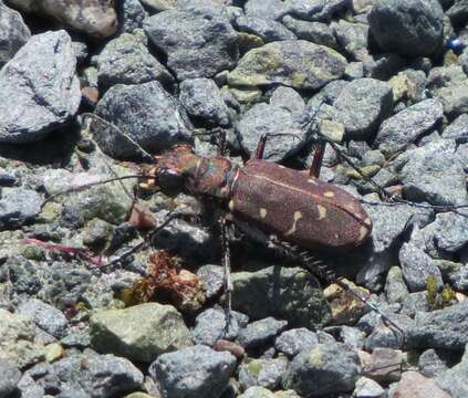 Image of Twelve-spotted Tiger Beetle