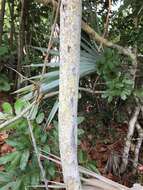 Image of Florida toadwood