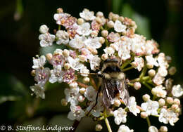 Image de Criorhina bubulcus (Walker 1849)