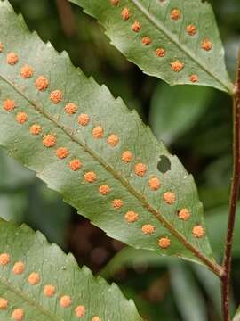 Image of Goniophlebium persicifolium (Desv.) Bedd.