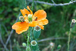 Image of Orange poppy