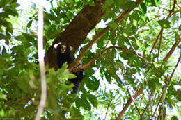 Image of Buffy Tufted-ear Marmoset