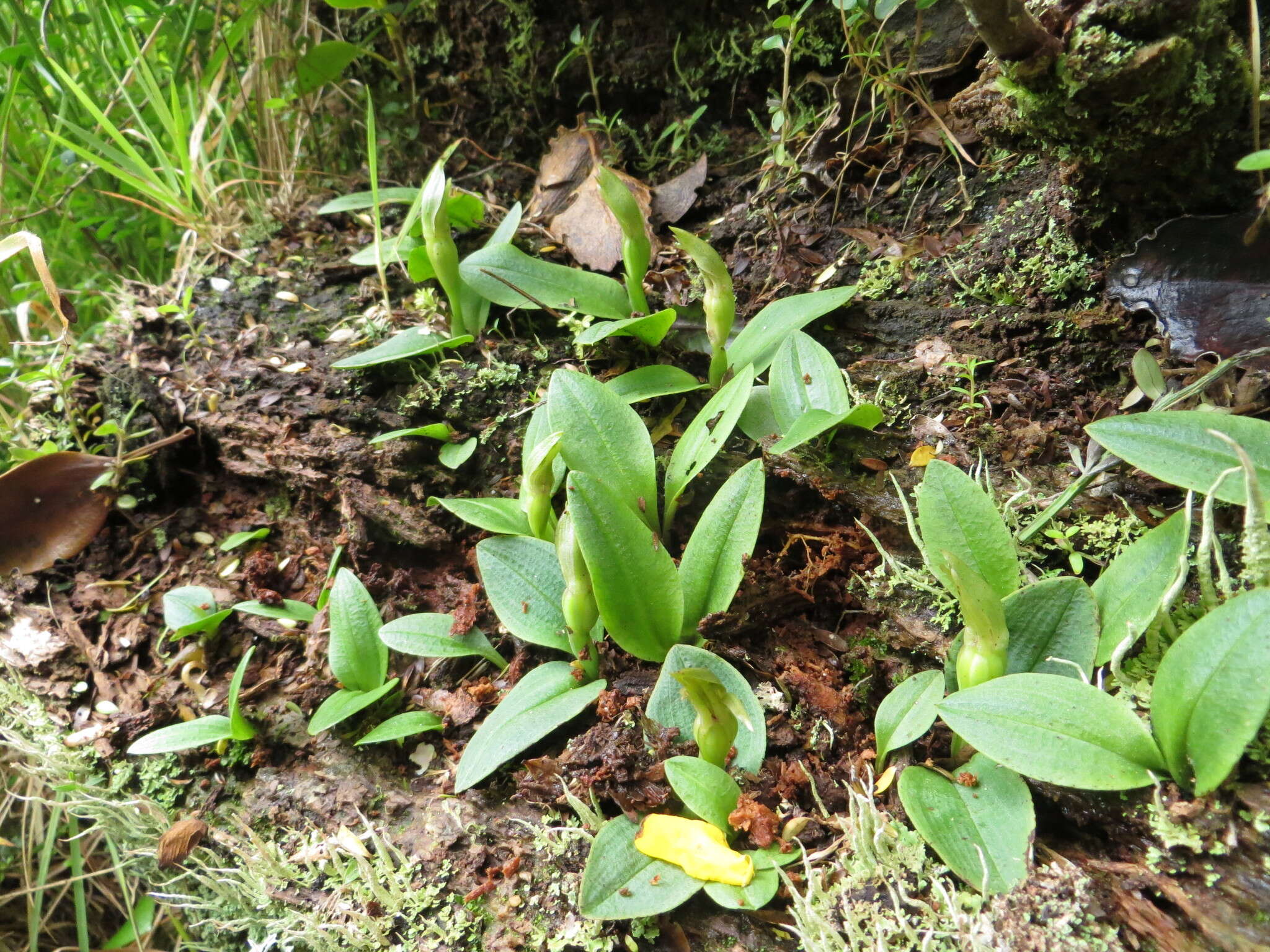 Imagem de Chiloglottis cornuta Hook. fil.