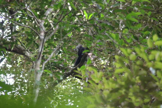 Image of Purple-faced langur