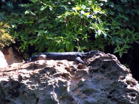 Image of Common Water Monitor