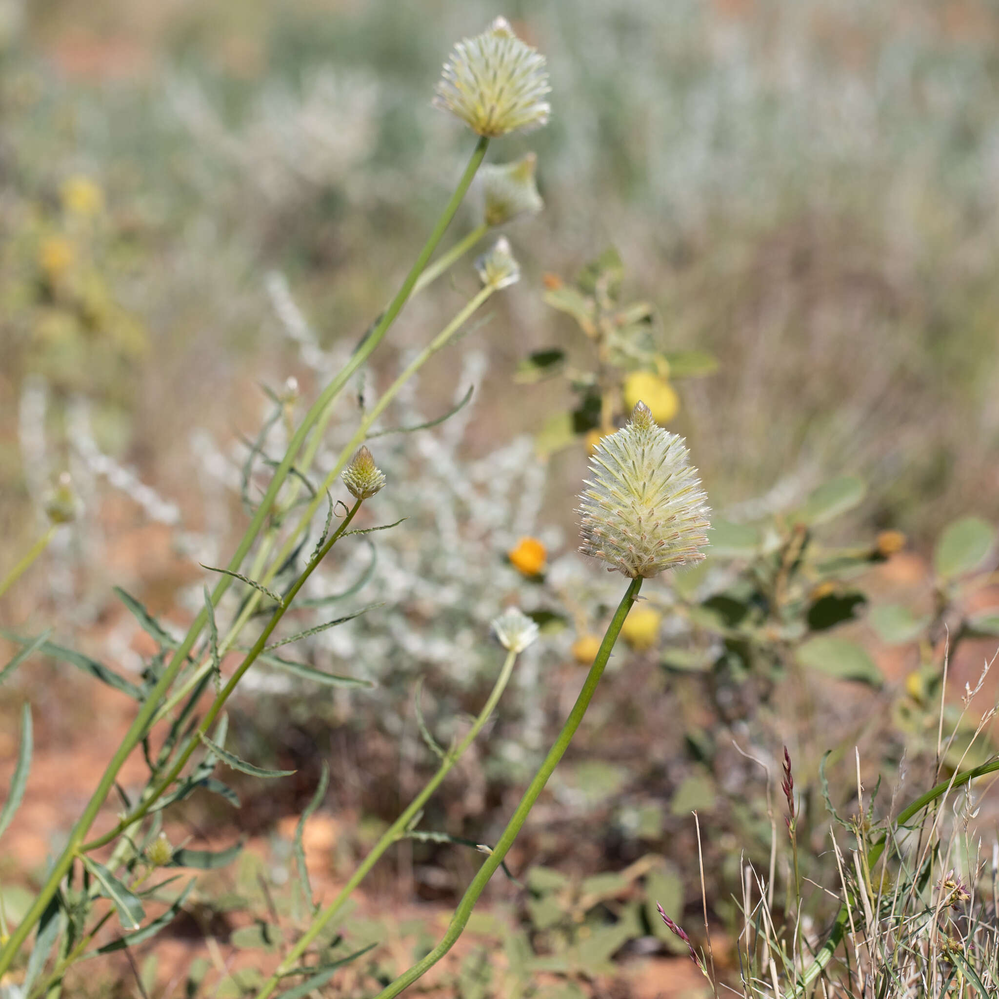 Ptilotus xerophilus的圖片