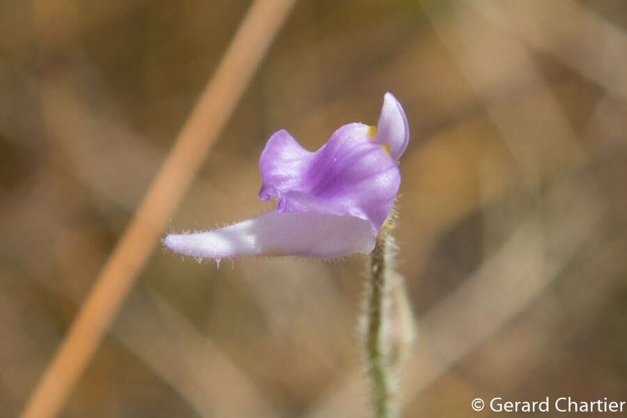 Image of Utricularia hirta Klein ex Link