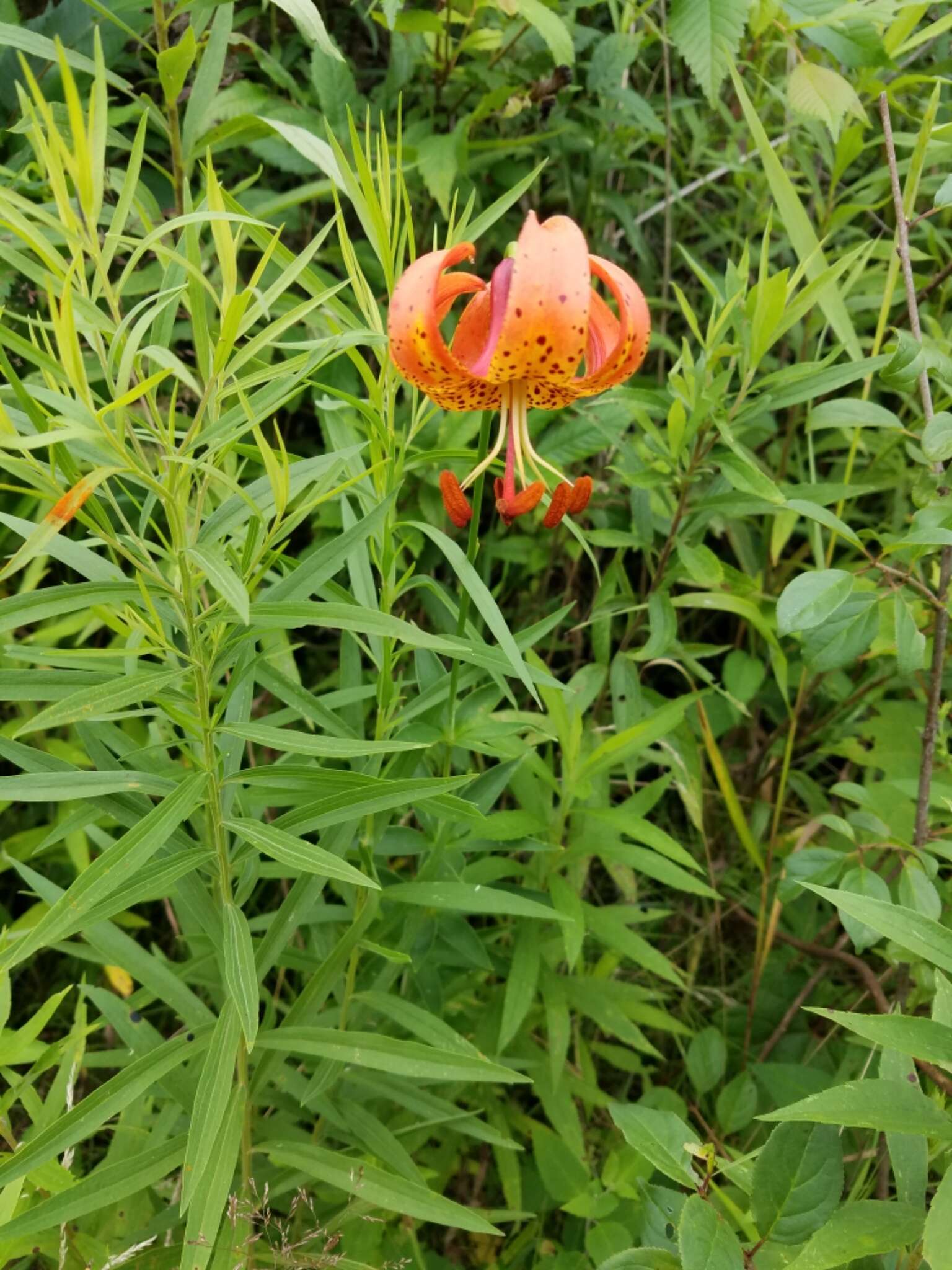 Image of Michigan lily