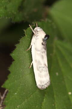 Image of Schlaeger's Fruitworm Moth
