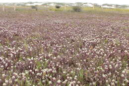 Image of Saltmarsh Salt-Bird's-Beak